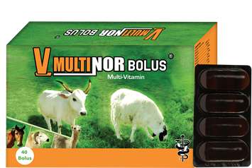 109~VMULTINOR-BOLUS.png