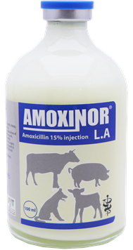 AMOXINOR-L.A-15_.png